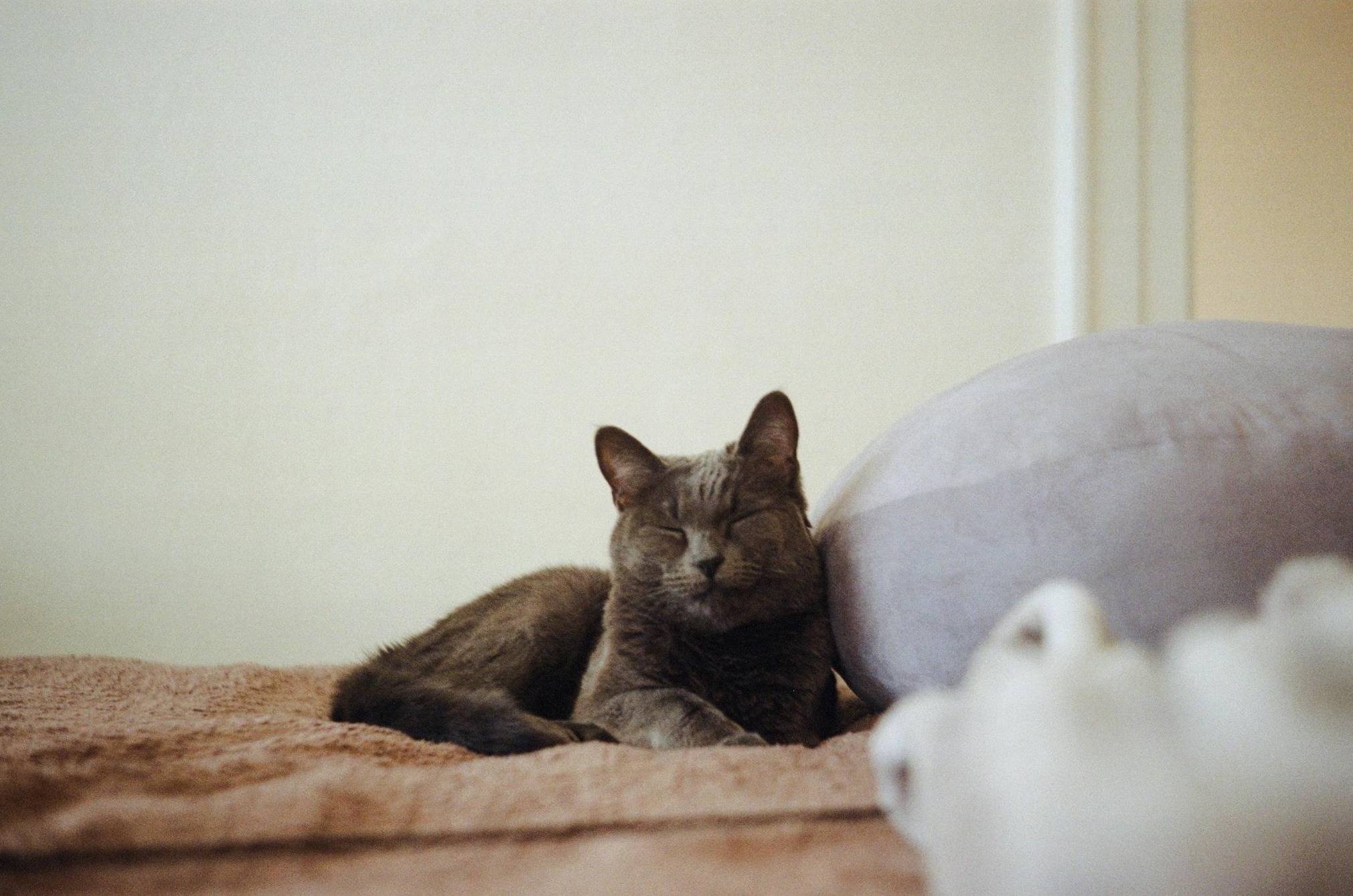 Richard's cat Faraday